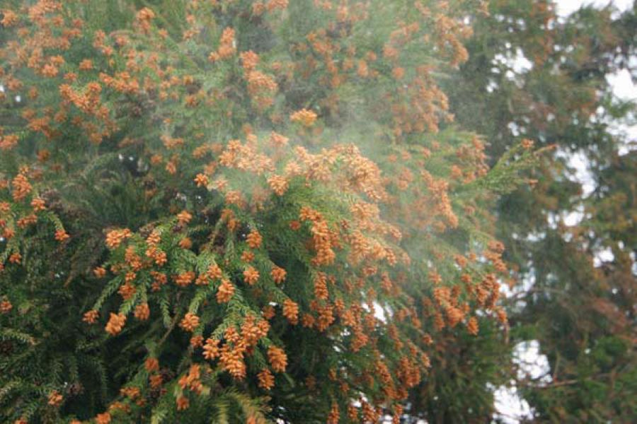 花粉が舞う季節の悩みもカーポートで軽減できる